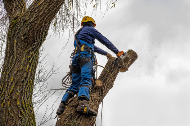 How Our Tree Care Process Works  in  Los Osos, CA